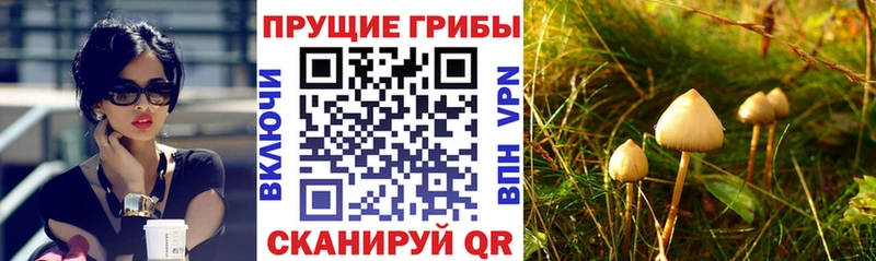 Галлюциногенные грибы Psilocybine cubensis  Грозный 